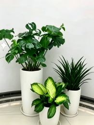 镇海花木租摆折扣怎么升级？最新操作流程